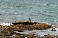 Le village de Colònia de Sant Pere à Majorque. Grand cormoran (Phalacrocorax carbo). Cliquer pour agrandir l'image.