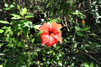 The hotel Formentor in Mallorca - Hibiscus Rose of China in the garden of the hotel. Click to enlarge the image.
