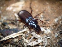 Campanet caves in Mallorca - Beetle Henrotius jordai. Click to enlarge the image in Flickr (new tab).