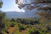 La ciudad de Sóller en Mallorca - Sóller, a la luz de la mañana. Haga clic para ampliar la imagen.