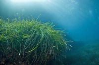 The flora of the island of Cabrera in Mallorca - Mediterranean Posidonia (Posidonia oceanica) (author Iñaki Relanzón). Click to enlarge the image in Flickr (new tab).