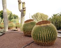 Die Flora und Fauna von Fuerteventura. Stiefmutter Kissen (Echinocactus grusonii) in Antigua. Klicken, um das Bild in Adobe Stock zu vergrößern (neue Nagelritze).