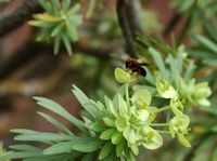 La flore et la faune de Fuerteventura. Andrena haemorrhoa sur Euphorbia balsamifera, Jardin de cactus d'Antigua. Cliquer pour agrandir l'image dans Adobe Stock (nouvel onglet).