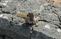 A flora e a fauna de Fuerteventura. Esquilo de Barbária (Atlantoxerus getulus) em Betancuria. Clicar para ampliar a imagem em Adobe Stock (novo guia).