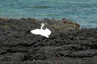 A flora e a fauna de Fuerteventura. Garça-branca-pequena (Egretta garzetta) em Corralejo. Clicar para ampliar a imagem em Adobe Stock (novo guia).