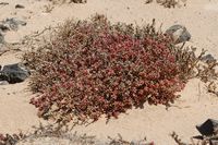 Die Flora und Fauna von Fuerteventura. Fabagelle von Desfontaines (Zygophyllum fontanesii) auf der Insel Lobos. Klicken, um das Bild in Adobe Stock zu vergrößern (neue Nagelritze).