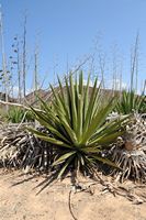 Die Flora und Fauna von Fuerteventura. Agave Sisal (Agave sisalana) in Lobos. Klicken, um das Bild in Adobe Stock zu vergrößern (neue Nagelritze).