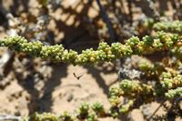 Die Flora und Fauna von Fuerteventura. Traganum Moquin (Traganum moquinii). Klicken, um das Bild in Adobe Stock zu vergrößern (neue Nagelritze).