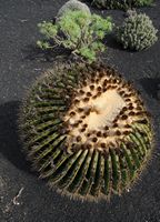 De flora en fauna van het eiland Lanzarote. Stiefmoeder Kussen (Echinocactus grusonii) aan het landbouwmuseum El Patio in Tiagua. Klikken om het beeld te vergroten in Adobe Stock (nieuwe tab).