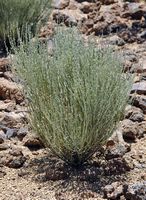 The flora and fauna of the island of Tenerife. Teide broom, Spartocytisus supranubius, Teide National Park. Click to enlarge the image in Adobe Stock (new tab).