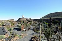 Der Kaktusgarten in Guatiza auf Lanzarote. Jardin de Cactus. Klicken, um das Bild in Adobe Stock zu vergrößern (neue Nagelritze).