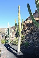 De verzameling van cactussen van de Cactustuin in Guatiza in Lanzarote. Pachycereus pecten-aboriginum. Klikken om het beeld te vergroten in Adobe Stock (nieuwe tab).
