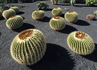 La collezione di cactus del Giardino di Cactus a Guatiza a Lanzarote. Echinocactus platyacanthus. Clicca per ingrandire l'immagine in Adobe Stock (nuova unghia).