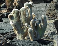 De verzameling van cactussen van de Cactustuin in Guatiza in Lanzarote. Cleistocactus hyalacanthus forma cristata. Klikken om het beeld te vergroten in Adobe Stock (nieuwe tab).