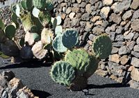 The Cactus Garden cactus collection in Guatiza in Lanzarote. Opuntia robusta. Click to enlarge the image in Adobe Stock (new tab).