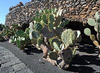 La collezione di cactus del Giardino di Cactus a Guatiza a Lanzarote. hyptiacantha Opuntia. Clicca per ingrandire l'immagine in Adobe Stock (nuova unghia).