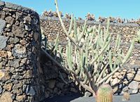 The Cactus Garden cactus collection in Guatiza in Lanzarote. Harrisia tetracantha. Click to enlarge the image in Adobe Stock (new tab).