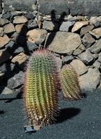 The Cactus Garden cactus collection in Guatiza in Lanzarote. Ferocactus peninsulae. Click to enlarge the image in Adobe Stock (new tab).