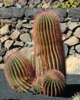 De verzameling van cactussen van de Cactustuin in Guatiza in Lanzarote. Ferocactus stainesii varietas pilosus. Klikken om het beeld te vergroten in Adobe Stock (nieuwe tab).