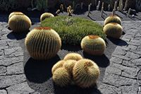De verzameling van cactussen van de Cactustuin in Guatiza in Lanzarote. Echinocactus grusonii. Klikken om het beeld te vergroten in Adobe Stock (nieuwe tab).