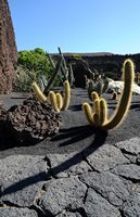 De verzameling van cactussen van de Cactustuin in Guatiza in Lanzarote. Echinopsis thelegonoides. Klikken om het beeld te vergroten in Adobe Stock (nieuwe tab).