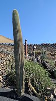 De verzameling van cactussen van de Cactustuin in Guatiza in Lanzarote. Carnegiea gigantea. Klikken om het beeld te vergroten in Adobe Stock (nieuwe tab).