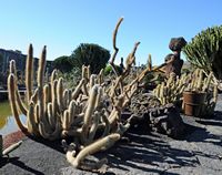 La collezione di cactus del Giardino di Cactus a Guatiza a Lanzarote. specie Cleistocactus. Clicca per ingrandire l'immagine in Adobe Stock (nuova unghia).