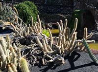 La collezione di cactus del Giardino di Cactus a Guatiza a Lanzarote. Cephalocereus Candelilla. Clicca per ingrandire l'immagine in Adobe Stock (nuova unghia).