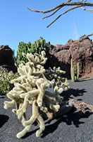 De verzameling van cactussen van de Cactustuin in Guatiza in Lanzarote. Cylindropuntia bigelovii. Klikken om het beeld te vergroten in Adobe Stock (nieuwe tab).