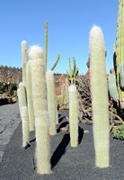 La collezione di cactus del Giardino di Cactus a Guatiza a Lanzarote. senilis Cephalocereus. Clicca per ingrandire l'immagine in Adobe Stock (nuova unghia).