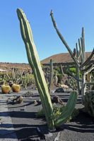 De verzameling van cactussen van de Cactustuin in Guatiza in Lanzarote. Stenocereus dumortieri. Klikken om het beeld te vergroten in Adobe Stock (nieuwe tab).
