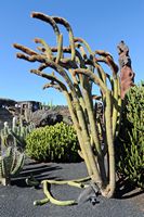 The Cactus Garden cactus collection in Guatiza in Lanzarote. Espostoa guentheri. Click to enlarge the image in Adobe Stock (new tab).