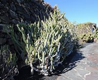 De verzameling van wolfsmerk van de Cactustuin in Guatiza in Lanzarote. Euphorbia ledienii. Klikken om het beeld te vergroten in Adobe Stock (nieuwe tab).