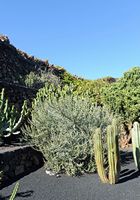 De verzameling van wolfsmerk van de Cactustuin in Guatiza in Lanzarote. Euphorbia stenoclada. Klikken om het beeld te vergroten in Adobe Stock (nieuwe tab).