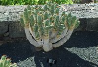 A coleção de eufórbios do Jardim de Cactus em Guatiza em Lanzarote. Euphorbia handiensis. Clicar para ampliar a imagem em Adobe Stock (novo guia).