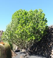 De verzameling van wolfsmerk van de Cactustuin in Guatiza in Lanzarote. Euphorbia neriifolia. Klikken om het beeld te vergroten in Adobe Stock (nieuwe tab).