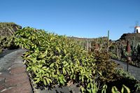 De collectie van vetplanten van de Cactustuin in Guatiza in Lanzarote. Plumeria acuminata. Klikken om het beeld te vergroten in Adobe Stock (nieuwe tab).