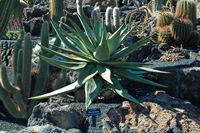 De collectie van vetplanten van de Cactustuin in Guatiza in Lanzarote. Aloe gerstneri. Klikken om het beeld te vergroten in Adobe Stock (nieuwe tab).