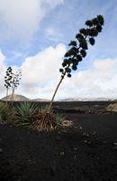 The village of Masdache in Lanzarote. Agave El Grifo Museum. Click to enlarge the image in Adobe Stock (new tab).