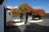 A aldeia de Tahíche em Lanzarote. Bougainvillea na entrada da casa de César Manrique. Clicar para ampliar a imagem em Adobe Stock (novo guia).