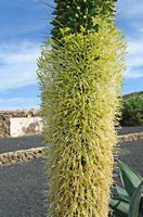 Le village de Tiagua à Lanzarote. Agaves à cou de cygne ou agave à queue de renard (Agave attenuata). Cliquer pour agrandir l'image dans Adobe Stock (nouvel onglet).