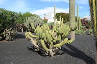 Le village de Tiagua à Lanzarote. Myrtillocactus geometrizans. Cliquer pour agrandir l'image dans Adobe Stock (nouvel onglet).