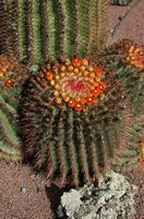 A cidade de Antigua em Fuerteventura. O Jardim de Cactus. Assento de Sogra (Echinocactus grusonii). Clicar para ampliar a imagem em Adobe Stock (novo guia).