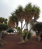 A cidade de Antigua em Fuerteventura. O Jardim de Cactus. Mandioca gigante (Yucca elephantipes). Clicar para ampliar a imagem em Adobe Stock (novo guia).