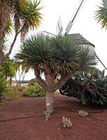 Die Stadt Antigua in Fuerteventura. Der Kaktusgarten. Drachenbaum (Dracaena Drago). Klicken, um das Bild in Adobe Stock zu vergrößern (neue Nagelritze).