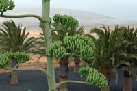 A cidade de Antigua em Fuerteventura. O Jardim de Cactus. As hastes florais de agave sisale (Agave sisalana). Clicar para ampliar a imagem em Adobe Stock (novo guia).