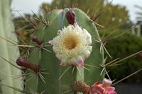 The town of Antigua in Fuerteventura. The cactus garden. flowers Pachycereus weberi. Click to enlarge the image in Adobe Stock (new tab).
