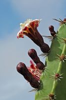 A cidade de Antigua em Fuerteventura. O Jardim de Cactus. Flores de Pachycereus weberi. Clicar para ampliar a imagem em Adobe Stock (novo guia).