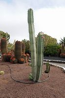 Die Stadt Antigua in Fuerteventura. Der Kaktusgarten. Pachycereus weberi. Klicken, um das Bild in Adobe Stock zu vergrößern (neue Nagelritze).