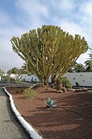 A cidade de Antigua em Fuerteventura. O Jardim de Cactus. Eufórbia candelabro (Euphorbia candelabro). Clicar para ampliar a imagem em Adobe Stock (novo guia).